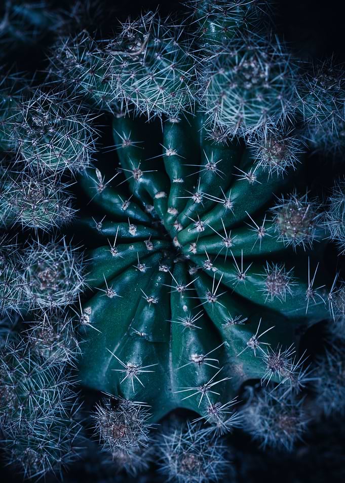 Cactus in twilight