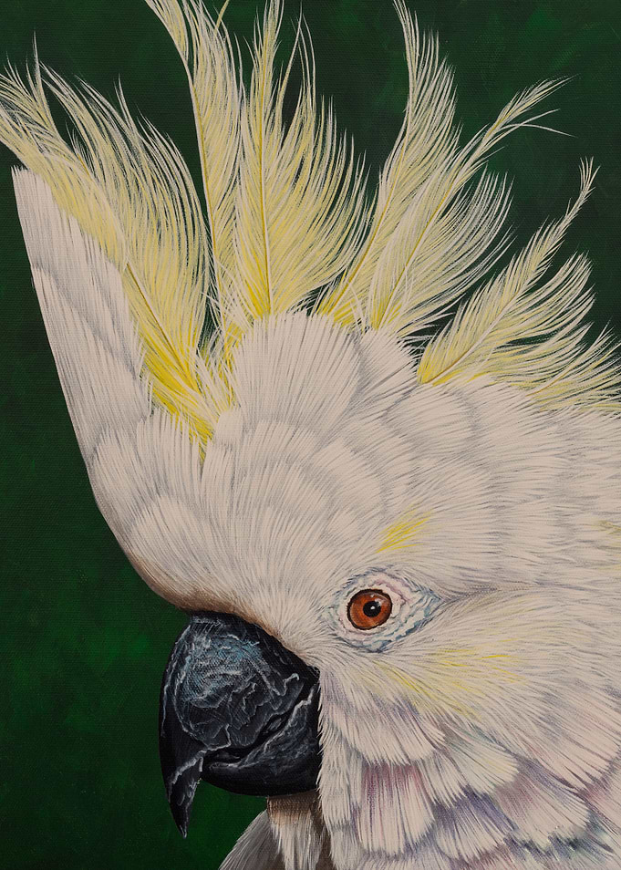 Cockatoo portrait 2
