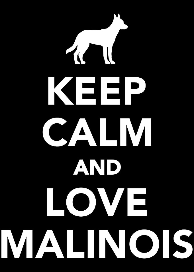Malinois