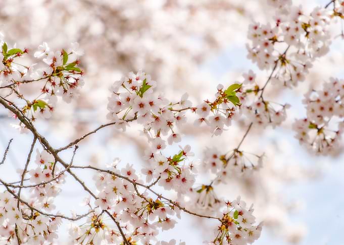 Cherry Blossoms