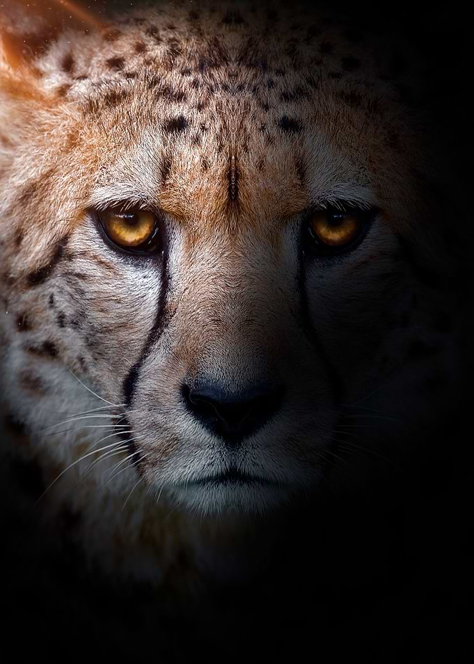 WILD CHEETAH portrait