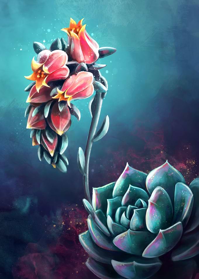 Echeverria Succulent