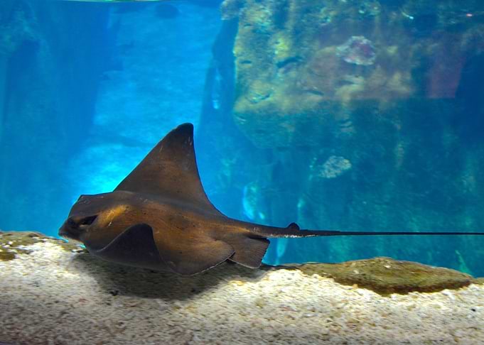 Freshwater whipray