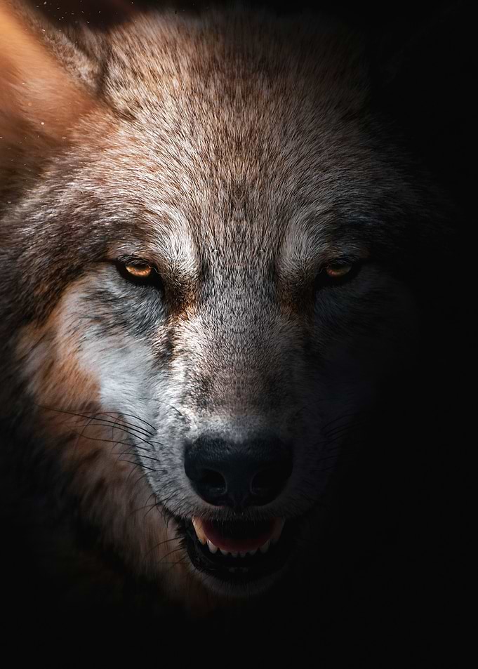 wild wolf portrait poster