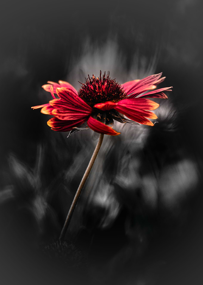 Red and white