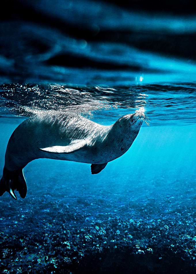 Swimming Seal