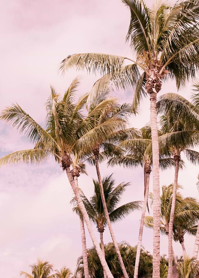 Palm Trees Finesse 1a