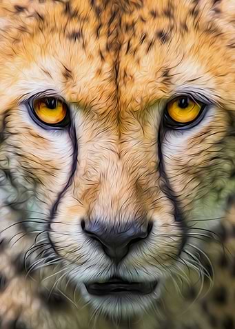 Cheetah