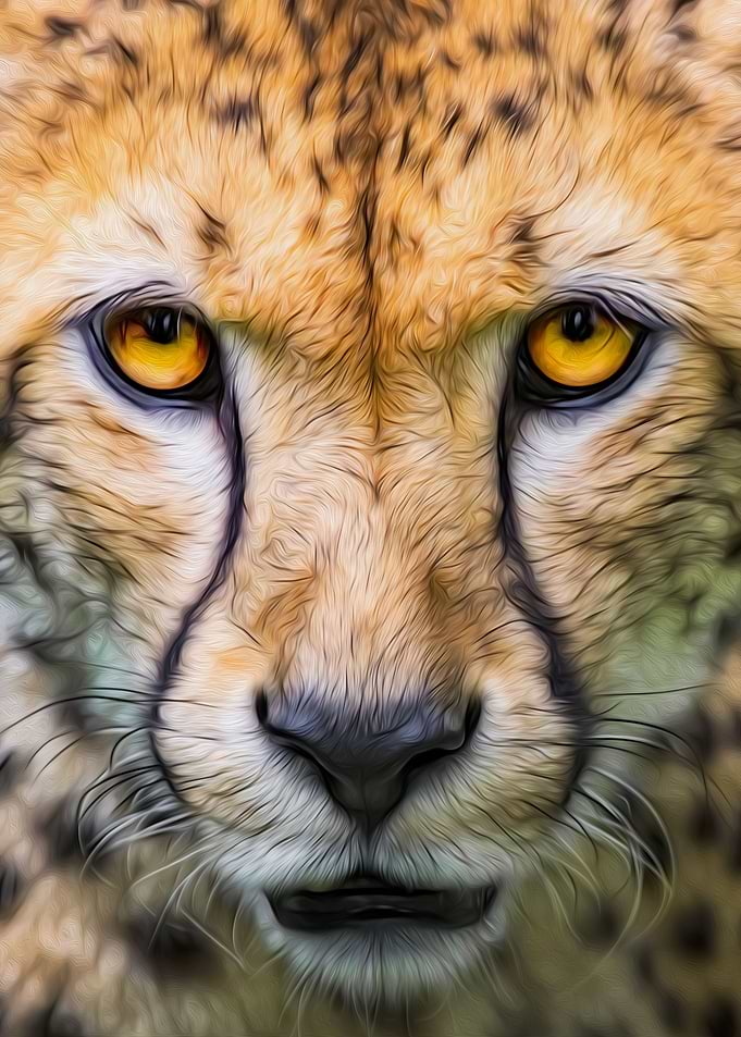Cheetah