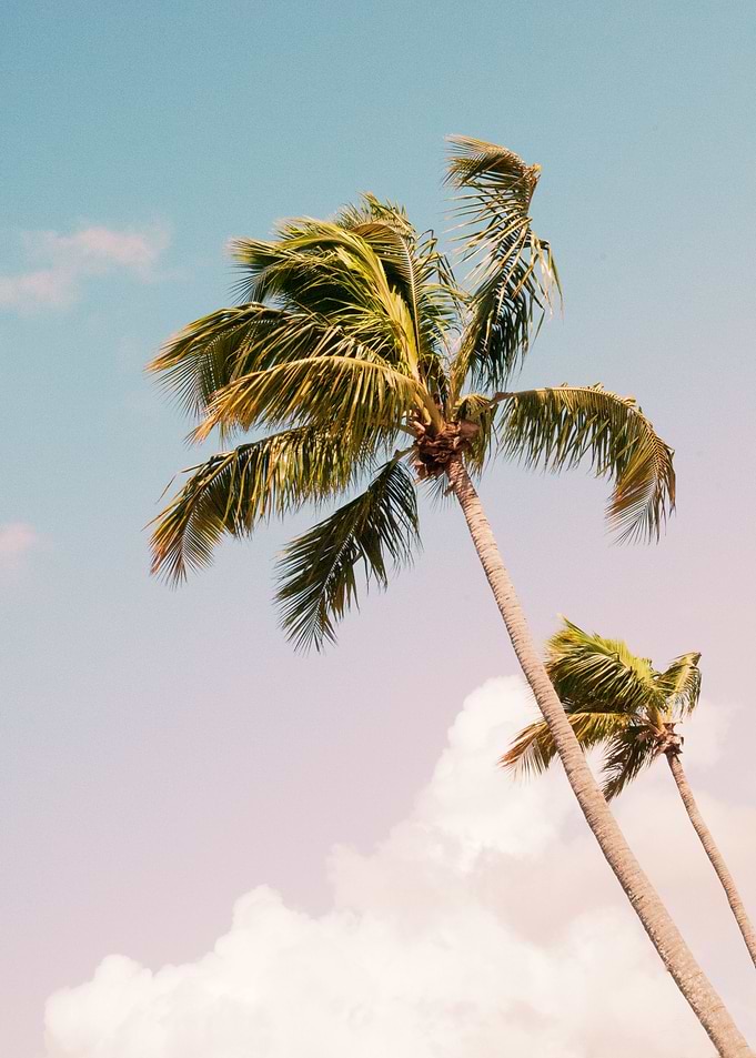 Palm Trees Finesse 1