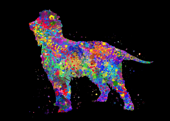 Irish water spaniel cute