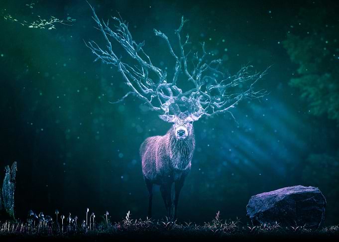 Deer