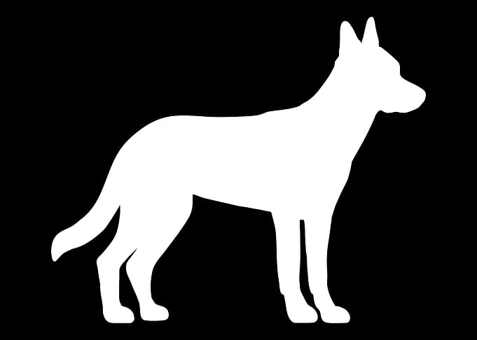 Malinois