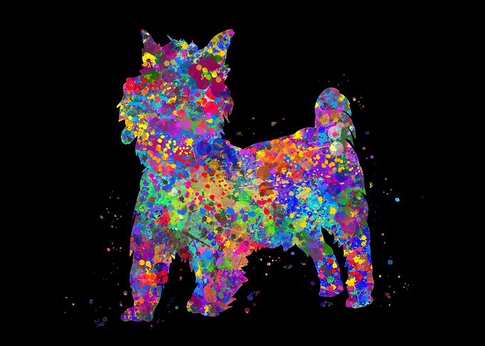 Yorkshire Terrier colorful