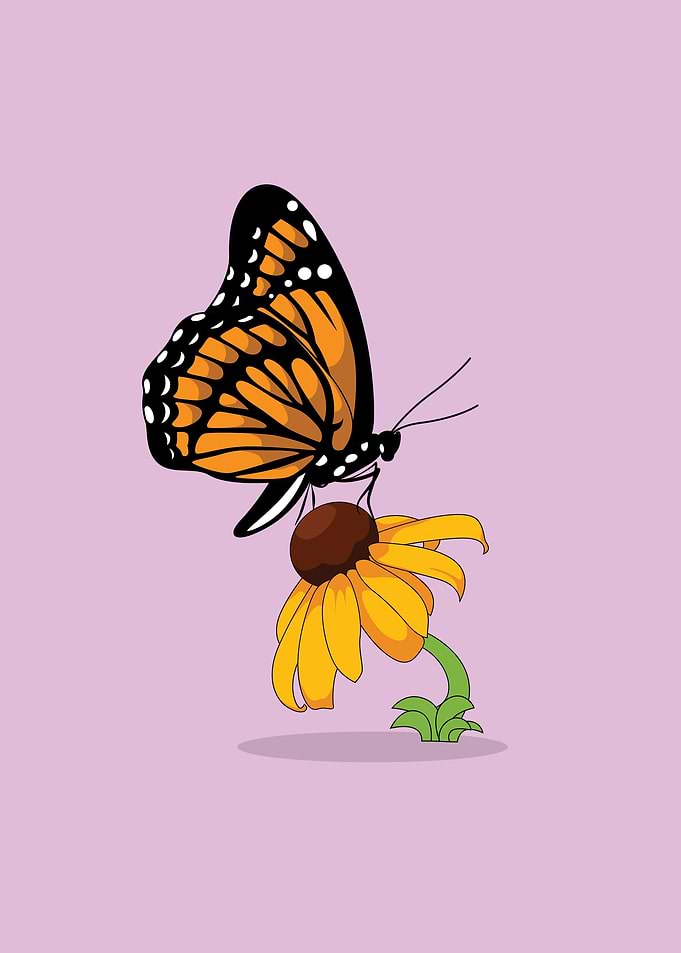 cute butterfly