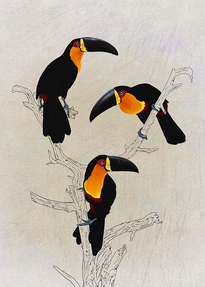 Black Billed Toucans