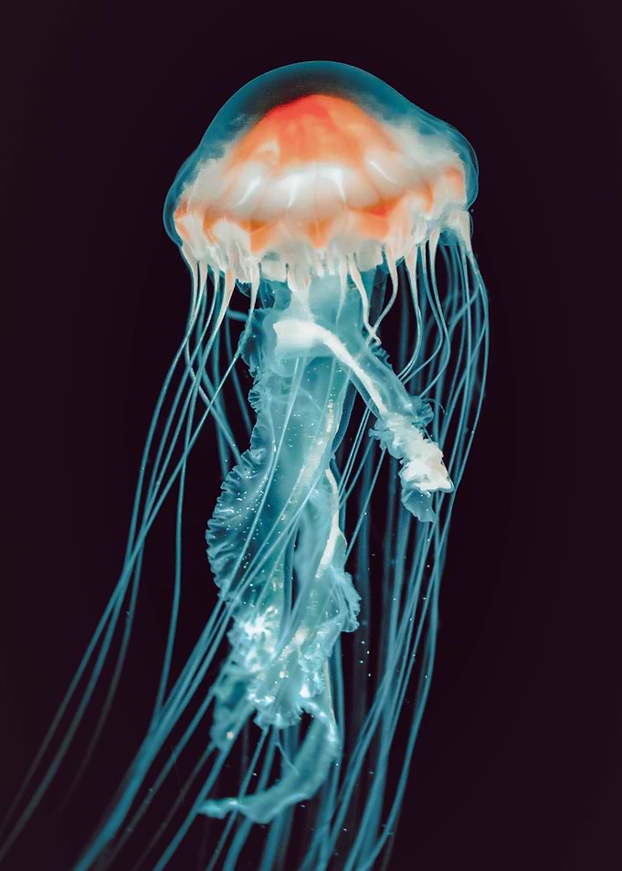 underwater jellyfish sea