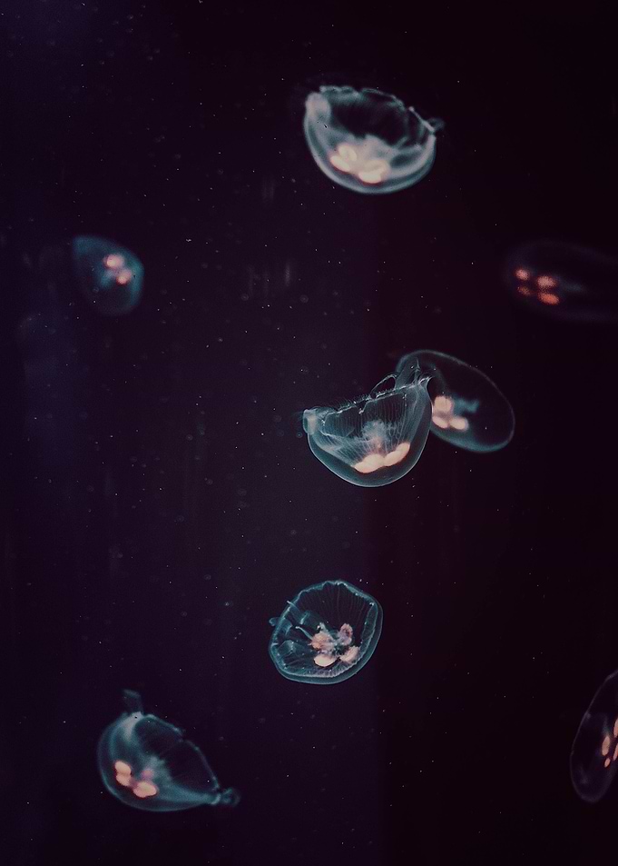 underwater jellyfish sea