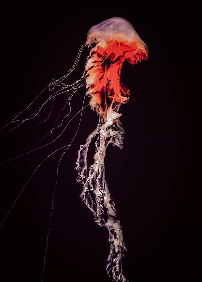 underwater jellyfish sea