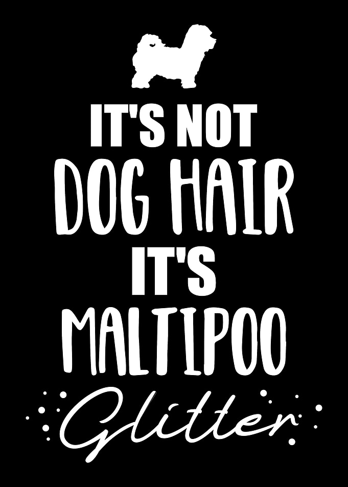 Maltipoo
