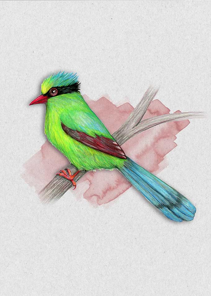 Green magpie