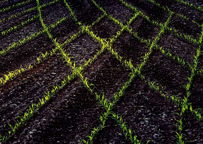Lines