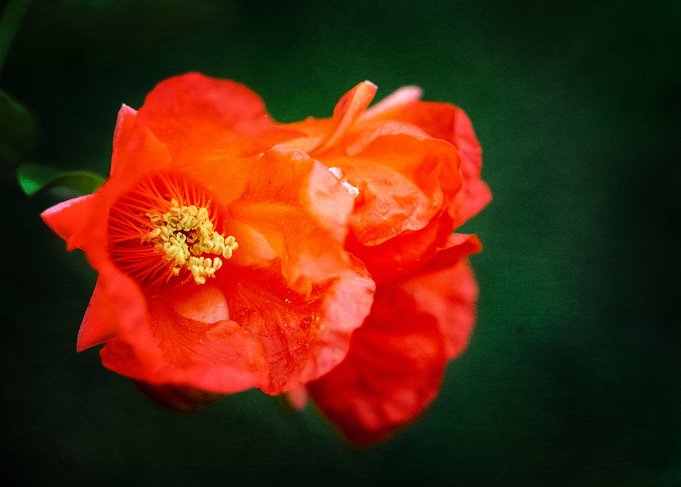 Pomegranate Flower