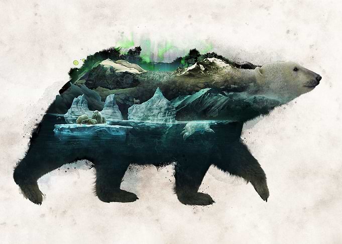 Polar Bear