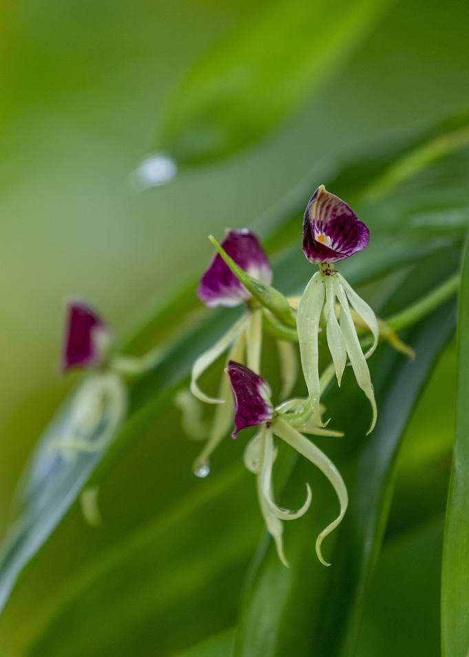 Clamshell Orchid