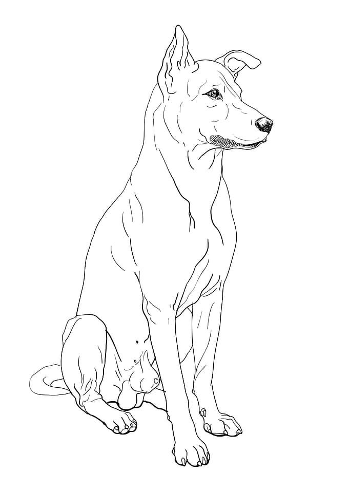 Dog Thai ridgeback breed