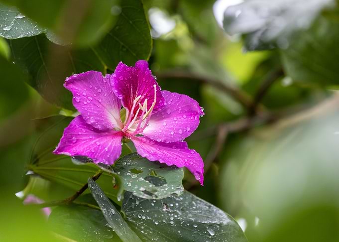 Orchid Tree Flower