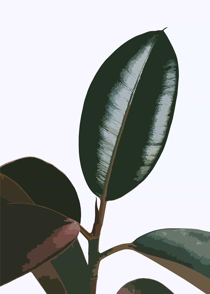 tropical