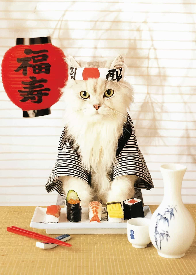 Sushi Cat