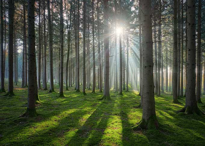 Sunny forest