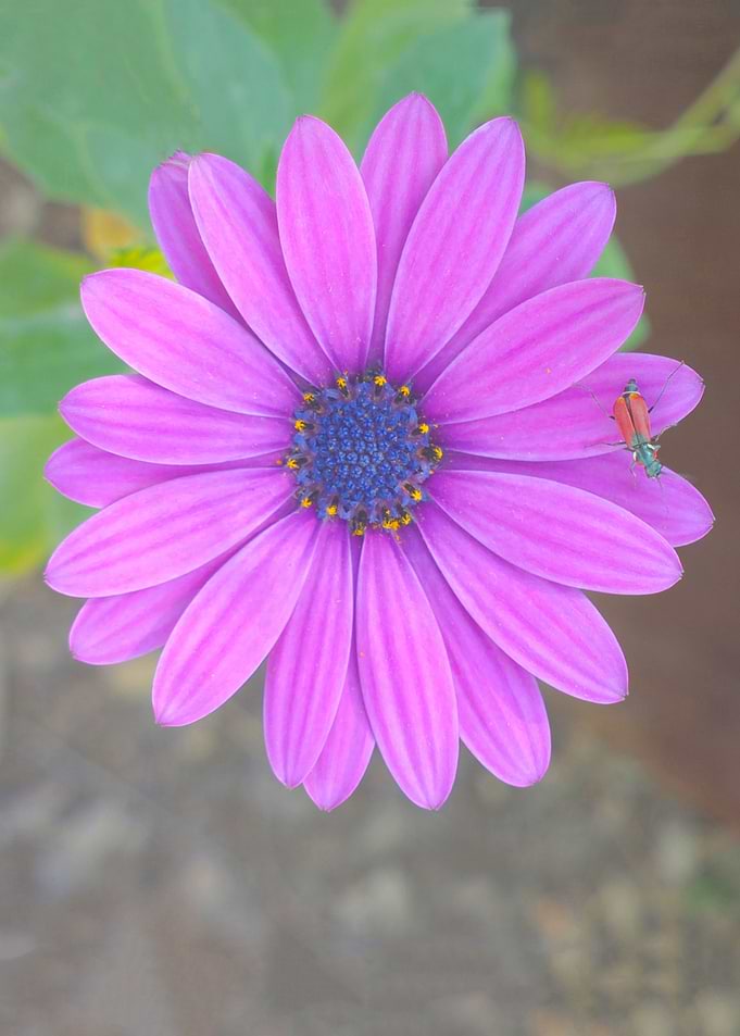 Insect on a purple flower