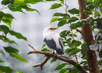 Perched