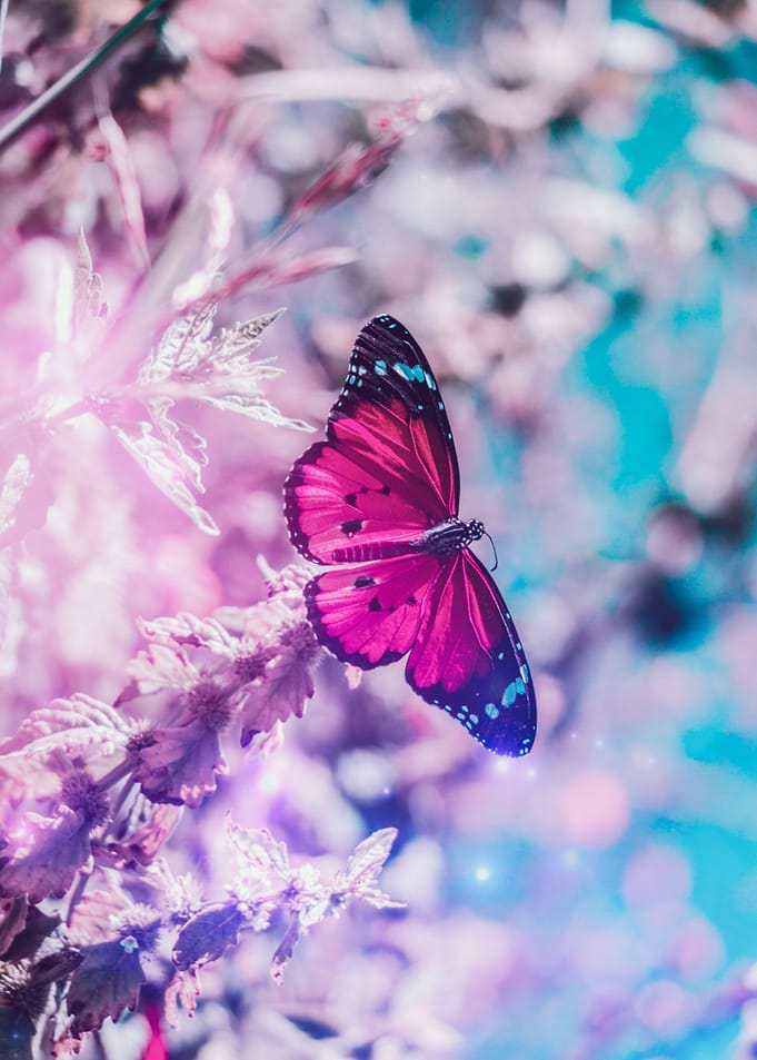 Pink butterfly blue sky