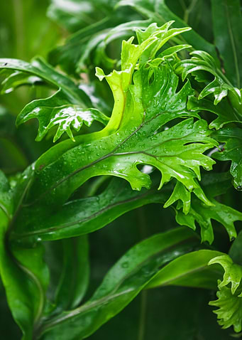Antler fern Plant