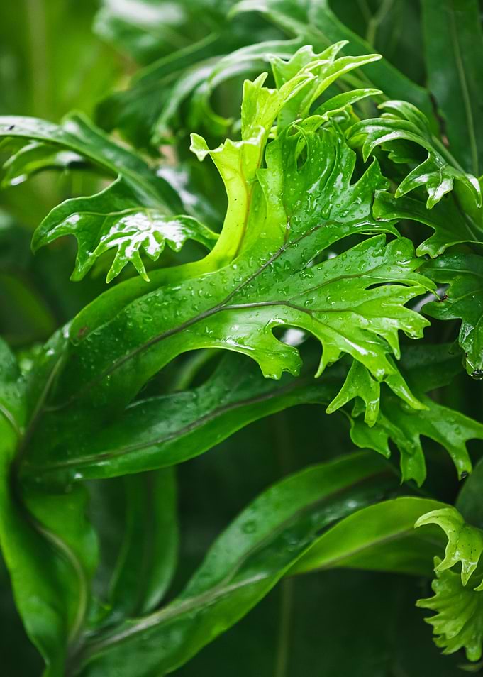 Antler fern Plant