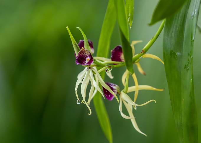 Clamshell orchid