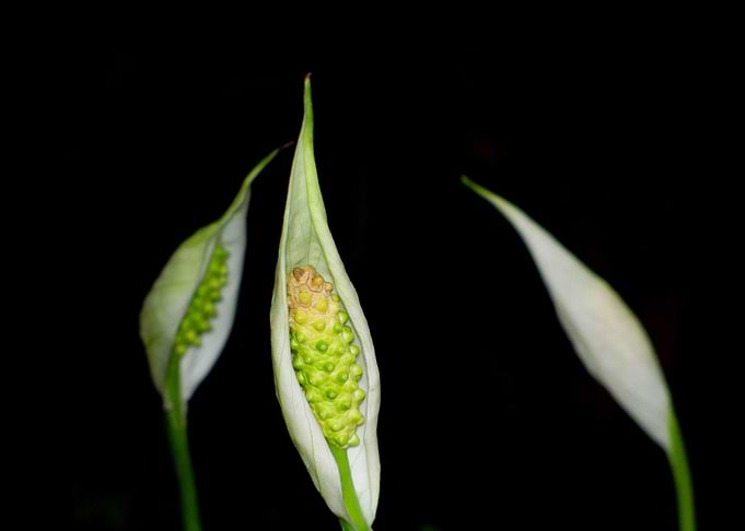 Three White Flowers