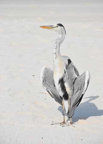 stork poster