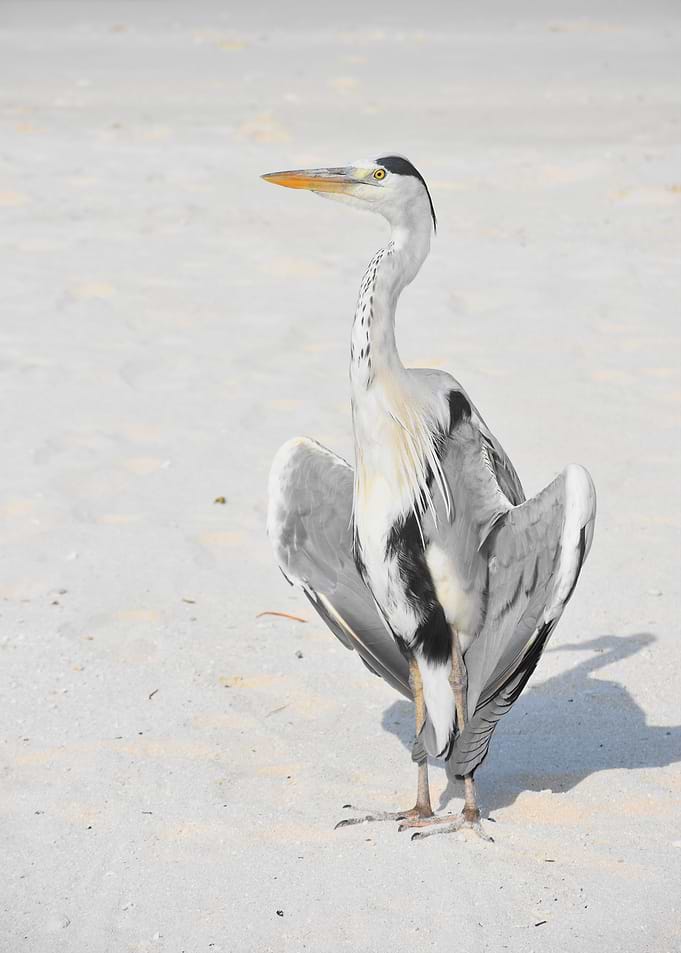 stork poster