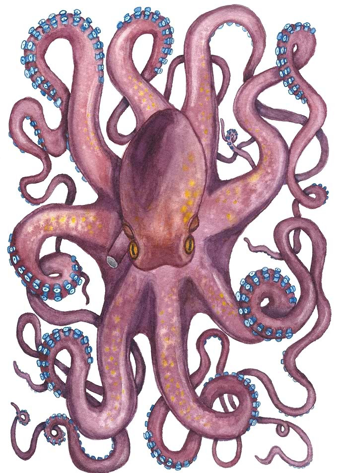 Octopus Watercolor
