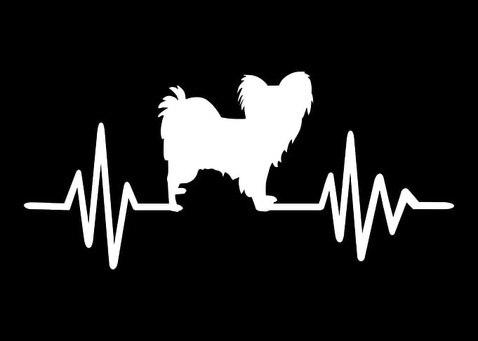 Papillon