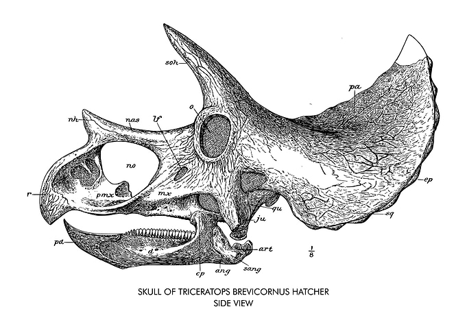 TRICERATOPS BREVICORNUS