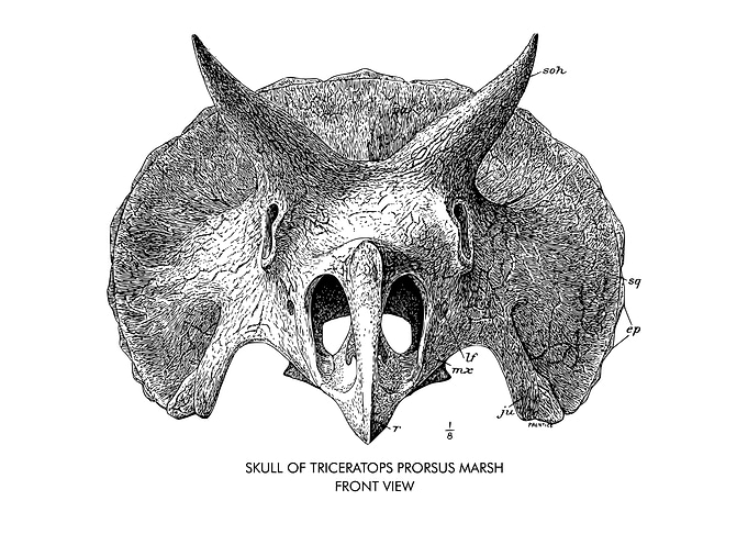 TRICERATOPS PRORSUS FRONT