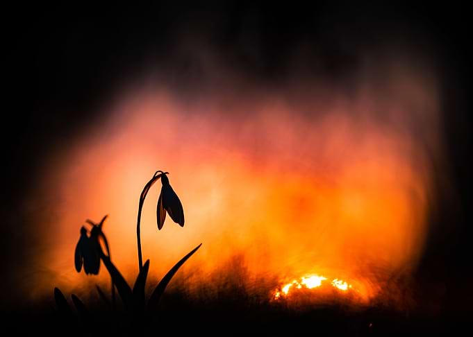 Snowdrops sunset