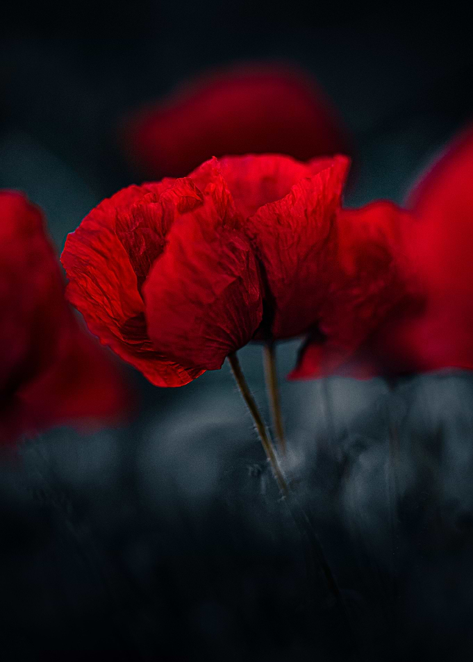 Poppy meadow