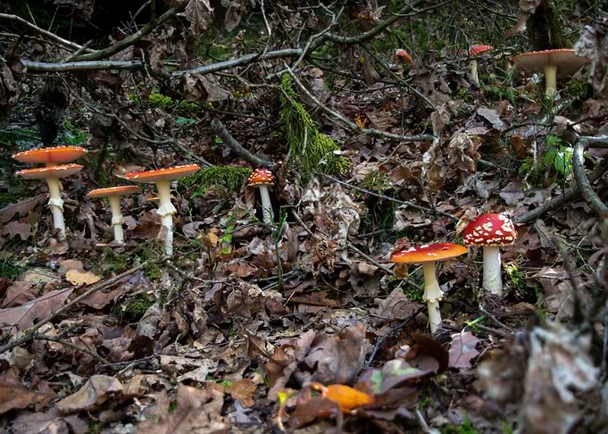 Mushrooms